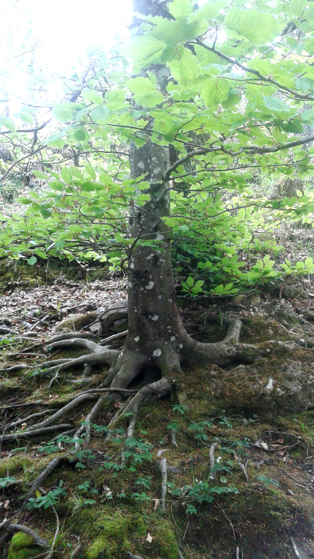 2016-05-11 14.02.34.jpg