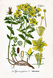 220px-Hypericum_perforatum_i01.jpg