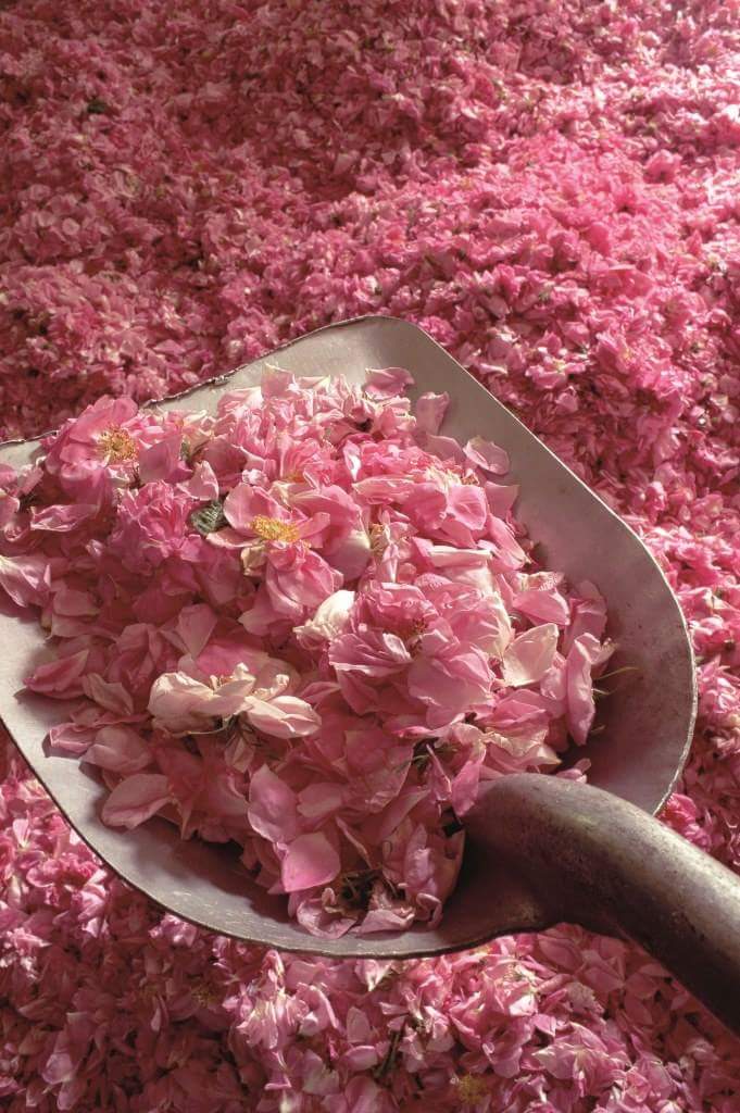 FB_IMG_1462491835734