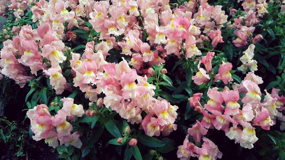 FB_IMG_1464247769903