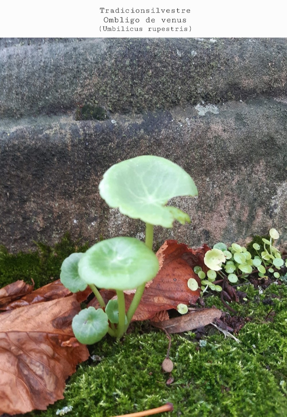 Screenshot_20211204-153120_Gallery