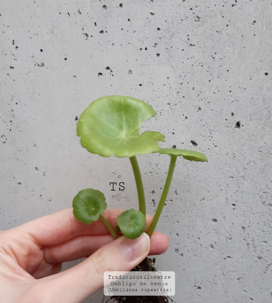 Screenshot_20211204-153137_Gallery