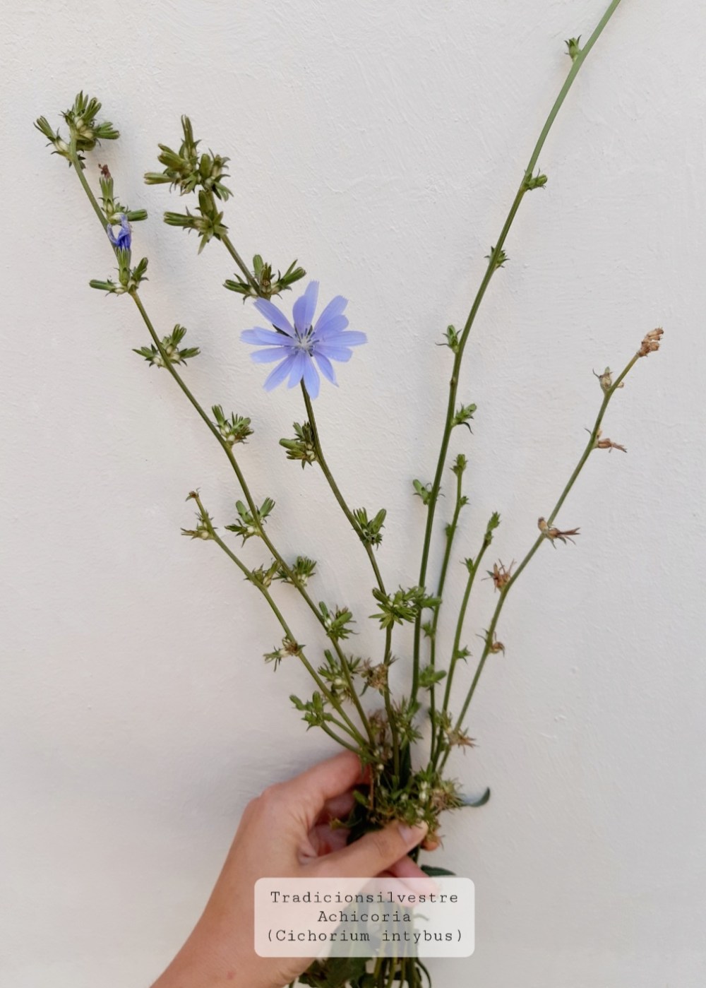 Screenshot_20210808-132421_Gallery