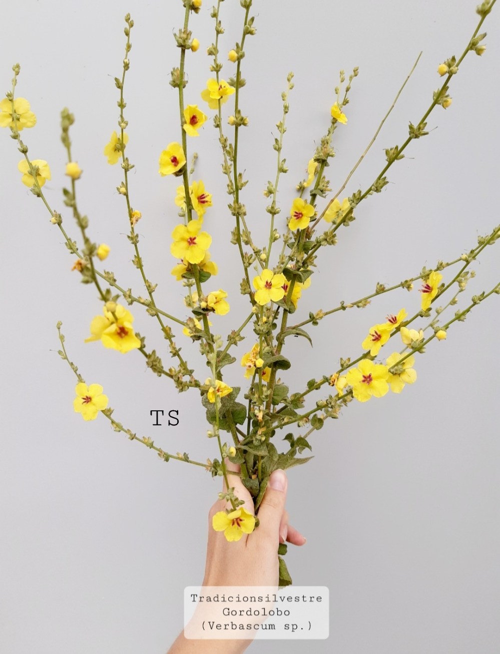 Screenshot_20211208-215253_Gallery