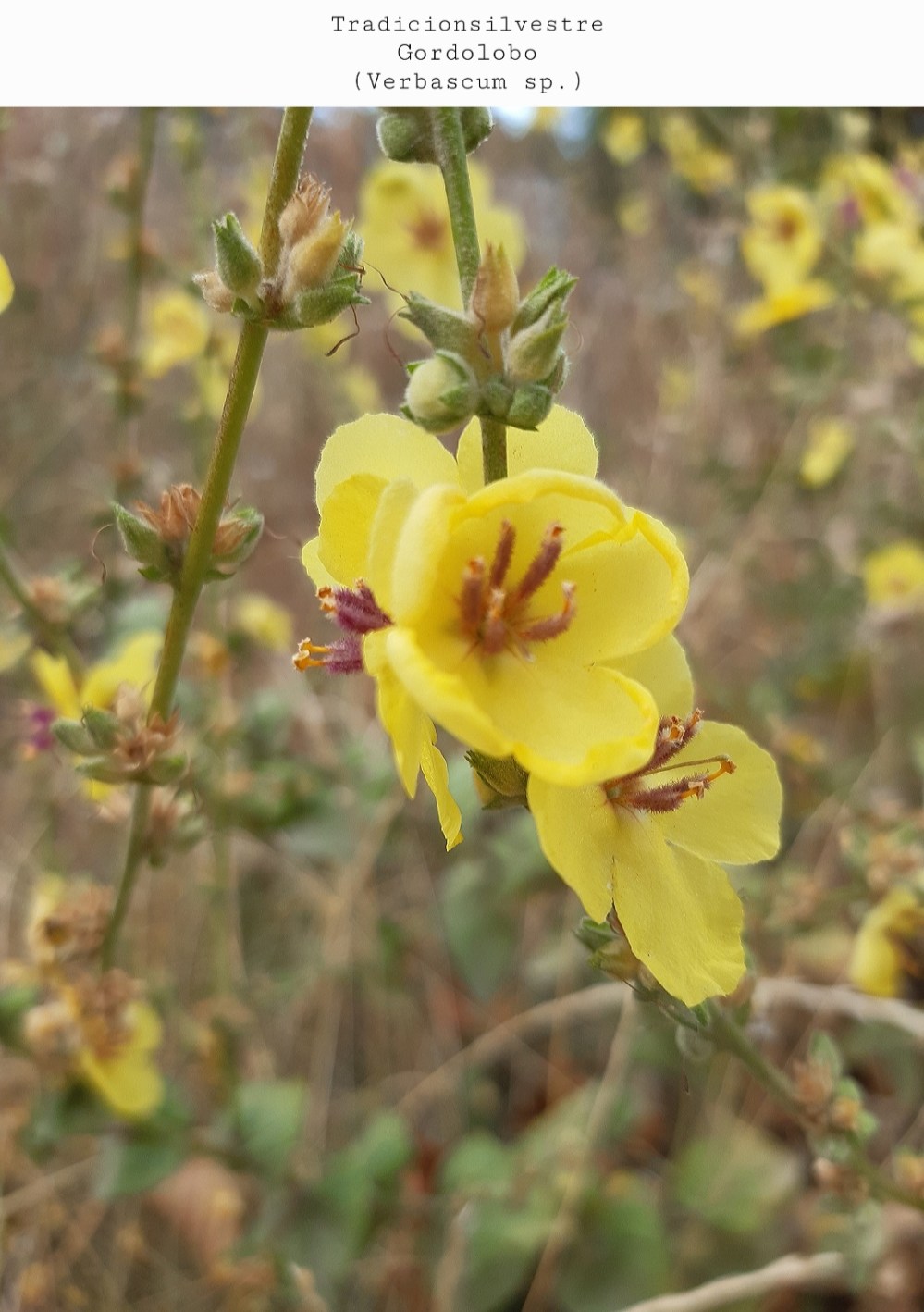 Screenshot_20211210-153834_Gallery