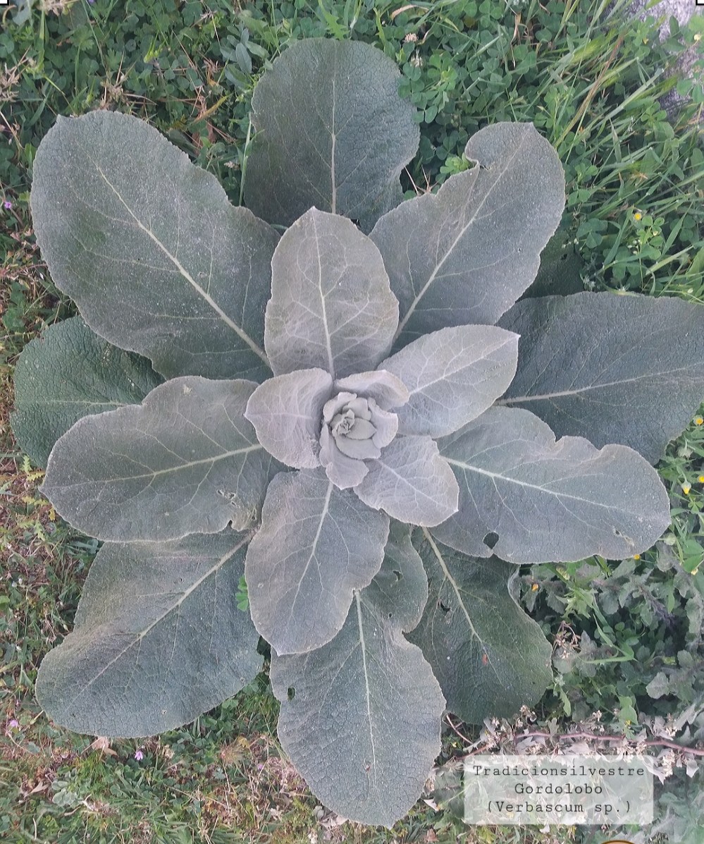 Screenshot_20211210-154058_Samsung Internet