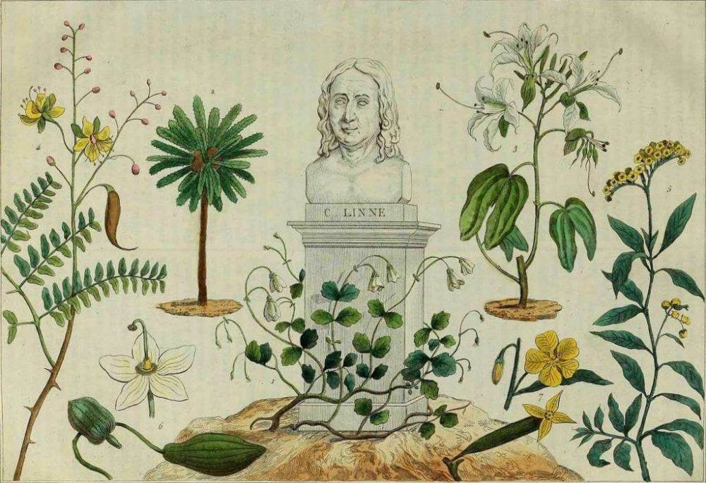 carlos-linneo-