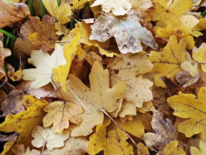 fb_img_1475186327815