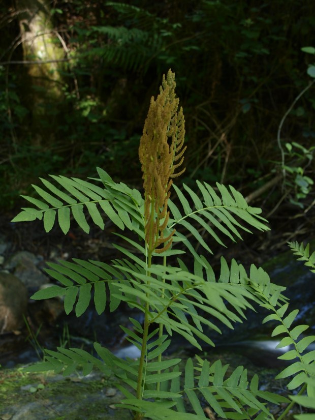 osmunda.JPG