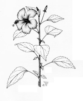 Hibiscus_rosa_sinensis_logT.jpg