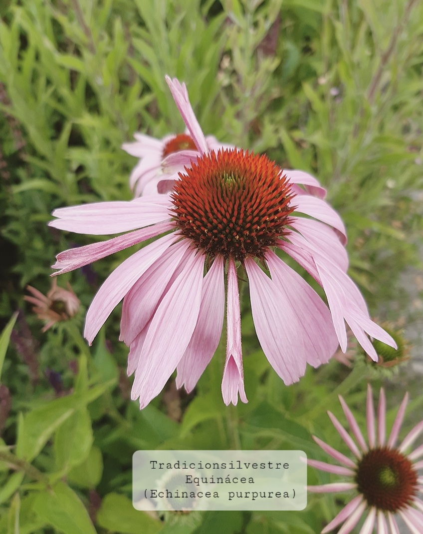 Screenshot_20210731-154335_Instagram