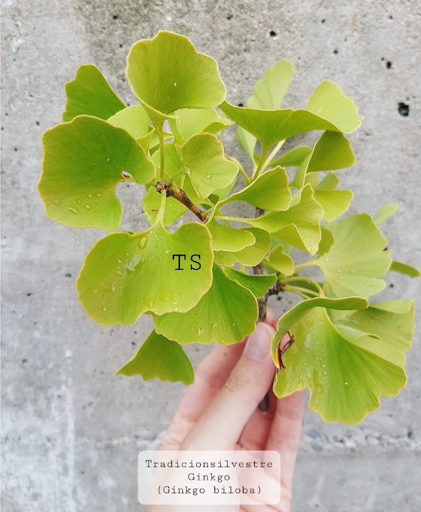 Screenshot_20210731-171420_Instagram