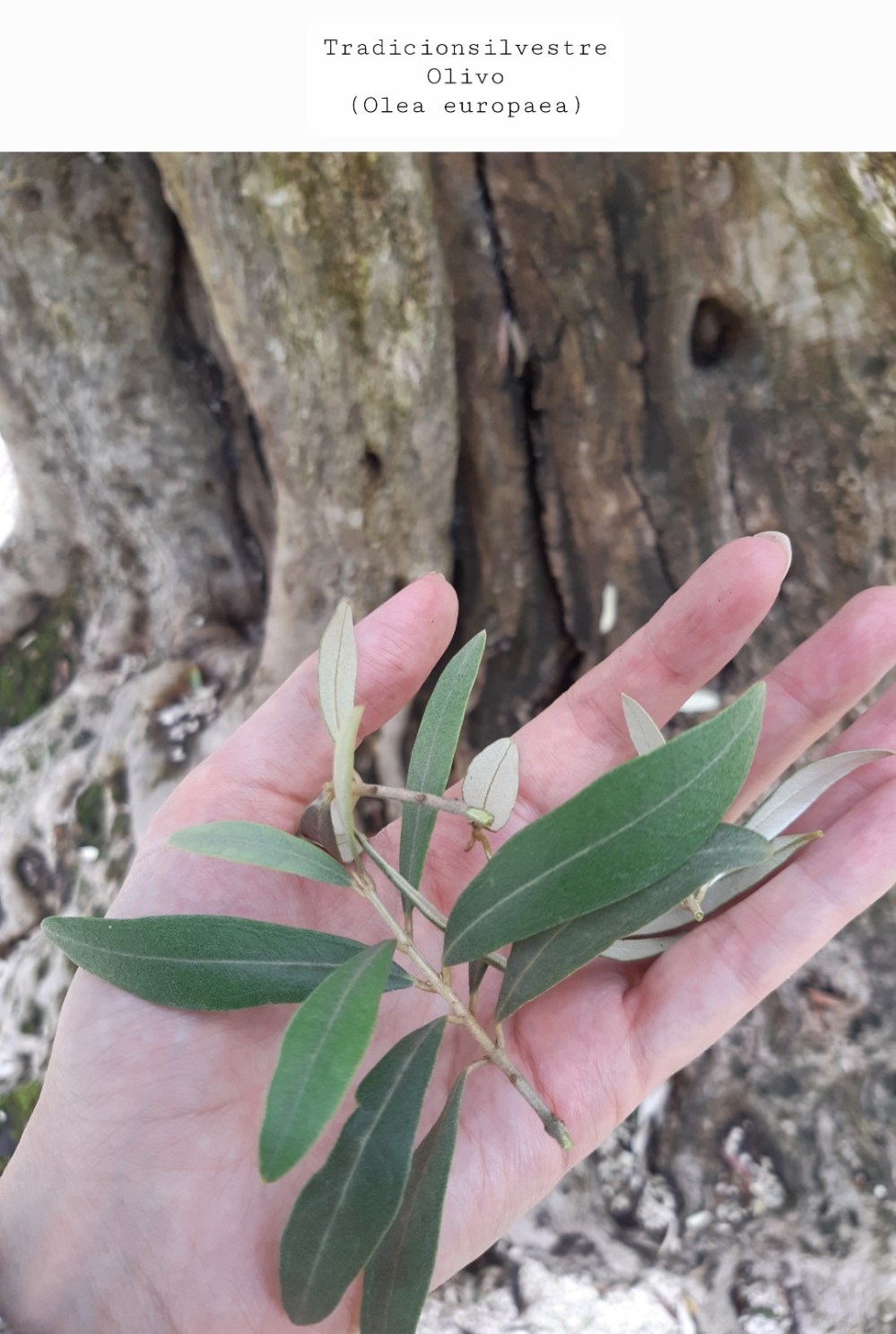 Screenshot_20210903-154638_Gallery