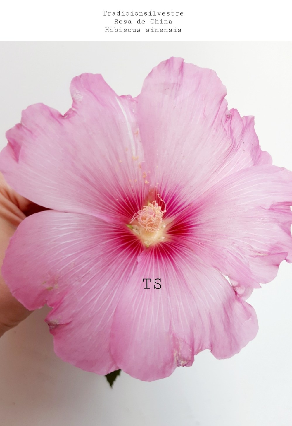 Screenshot_20210904-212319_Gallery