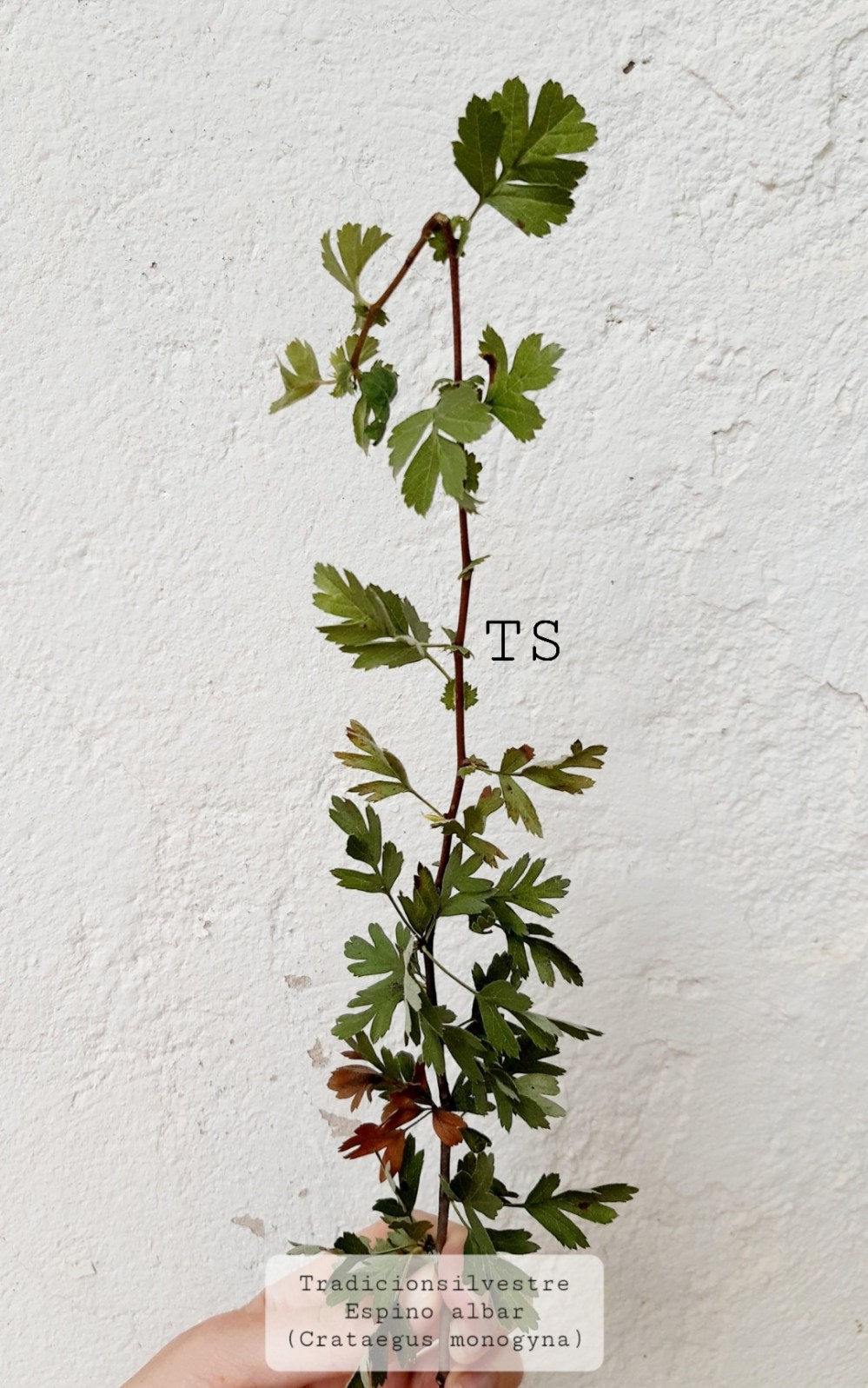 Screenshot_20210802-145621_Gallery