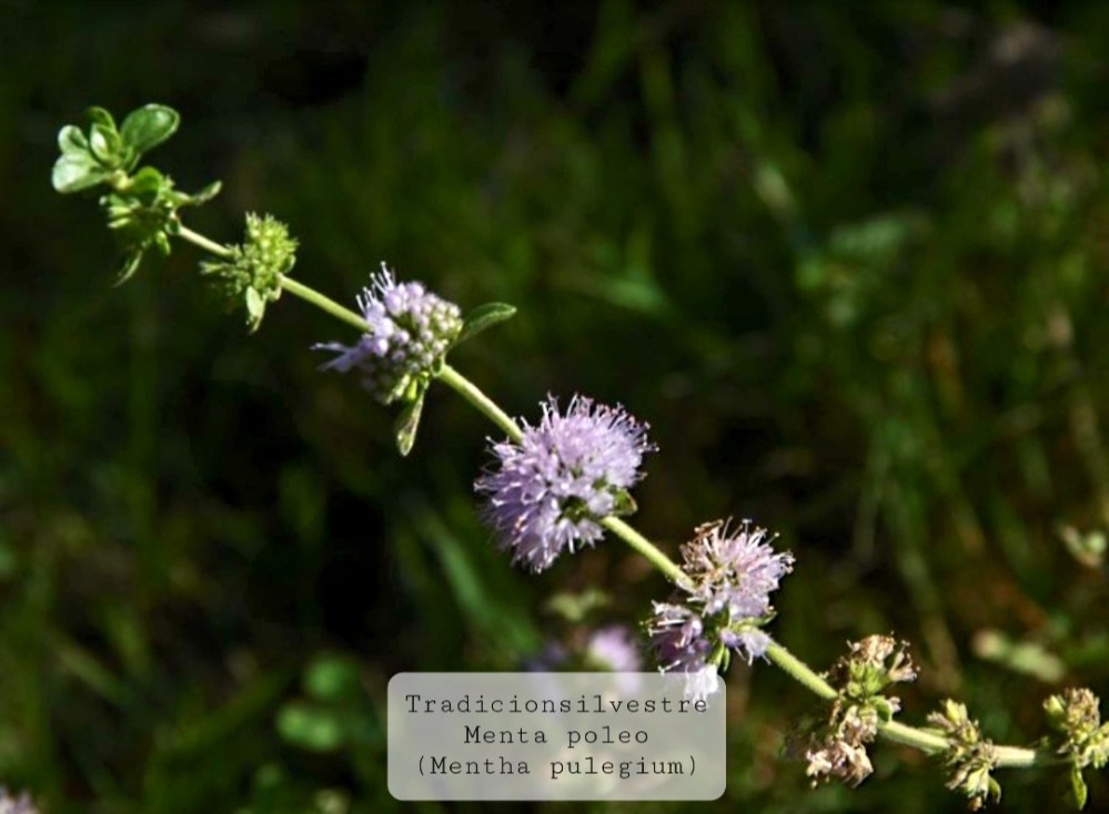 Screenshot_20210803-094322_Gallery