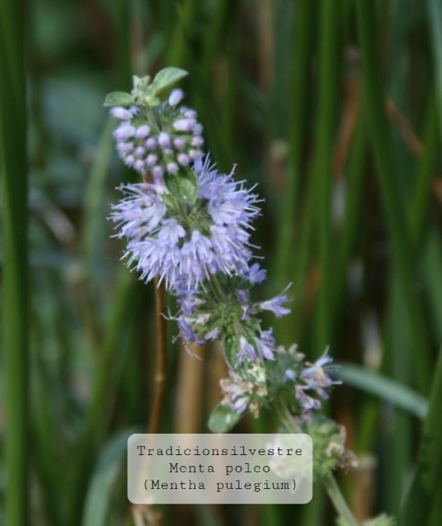 Screenshot_20210803-094324_Gallery