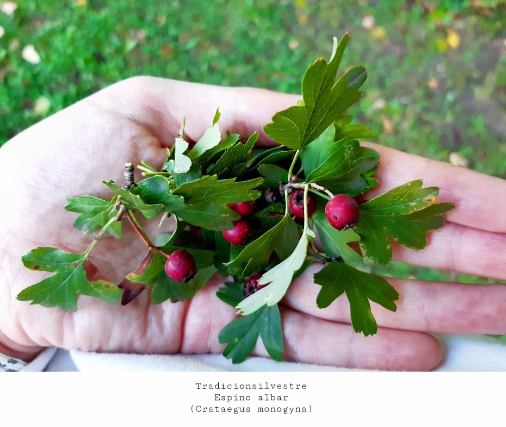 Screenshot_20210926-125927_Gallery