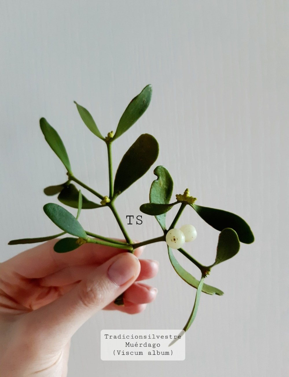 Screenshot_20211220-153542_Gallery