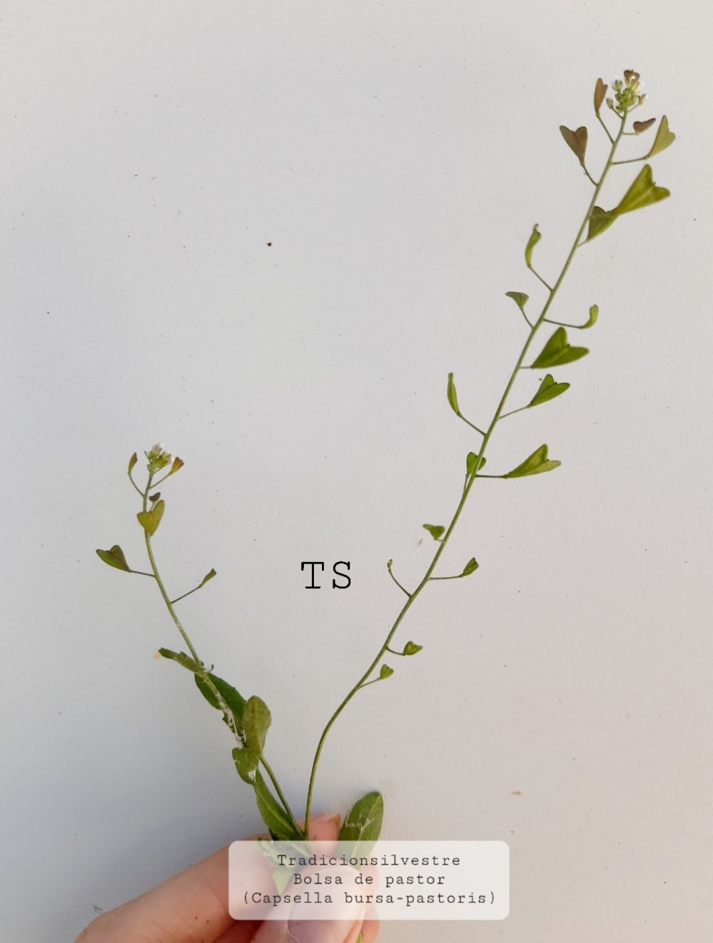 Screenshot_20210803-133643_Gallery