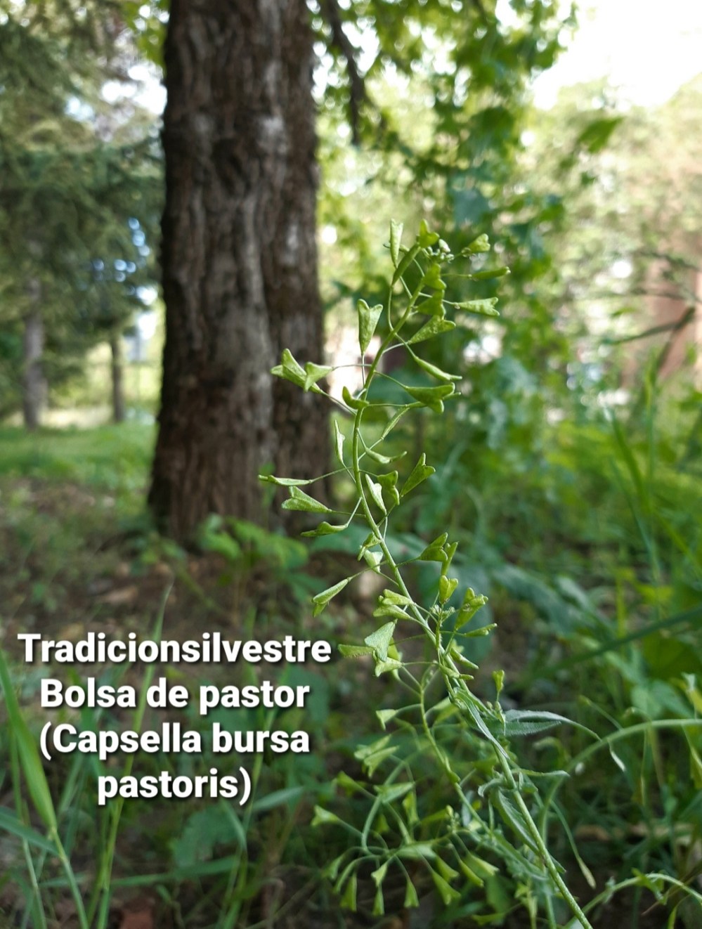 Screenshot_20210829-155331_Gallery