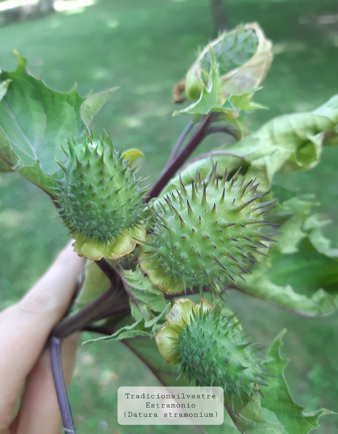 Screenshot_20210808-132224_Gallery