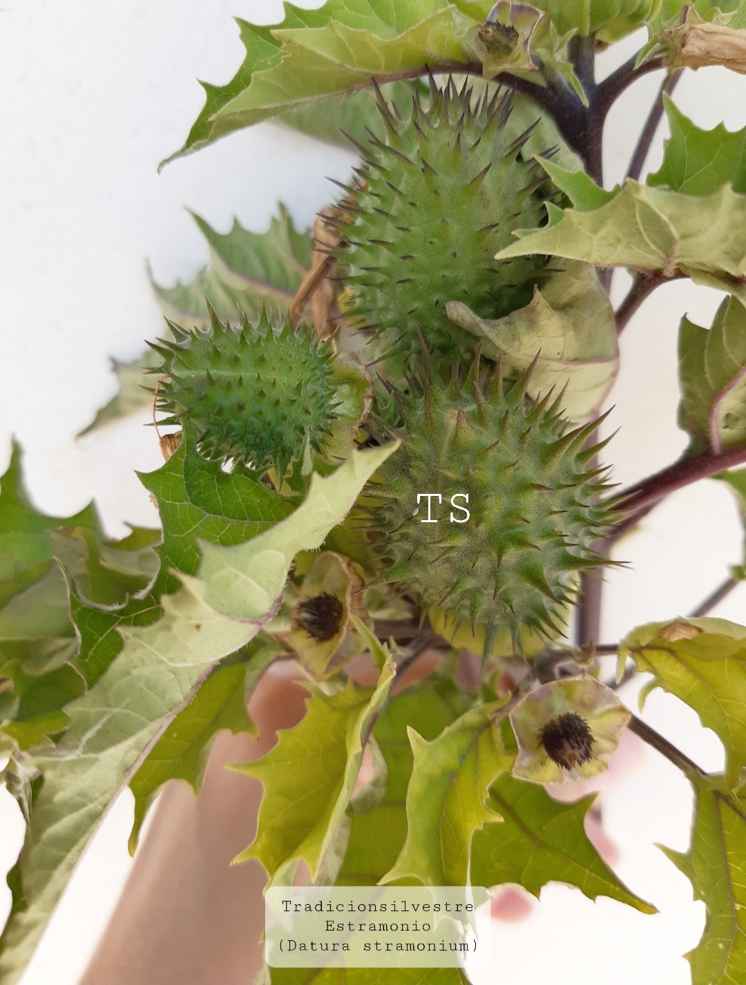 Screenshot_20210808-132244_Gallery