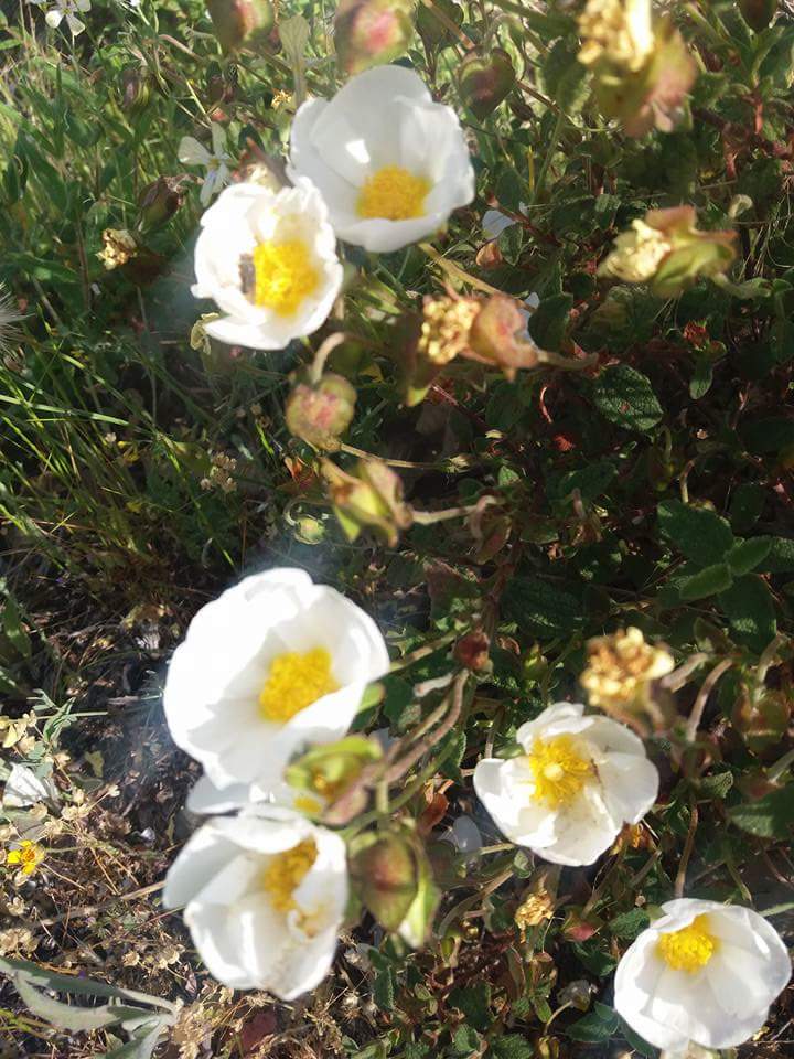 FB_IMG_1492944488035