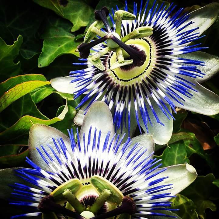 FB_IMG_1504445277207