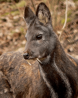 Ciervo_almizclero_siberiano_1