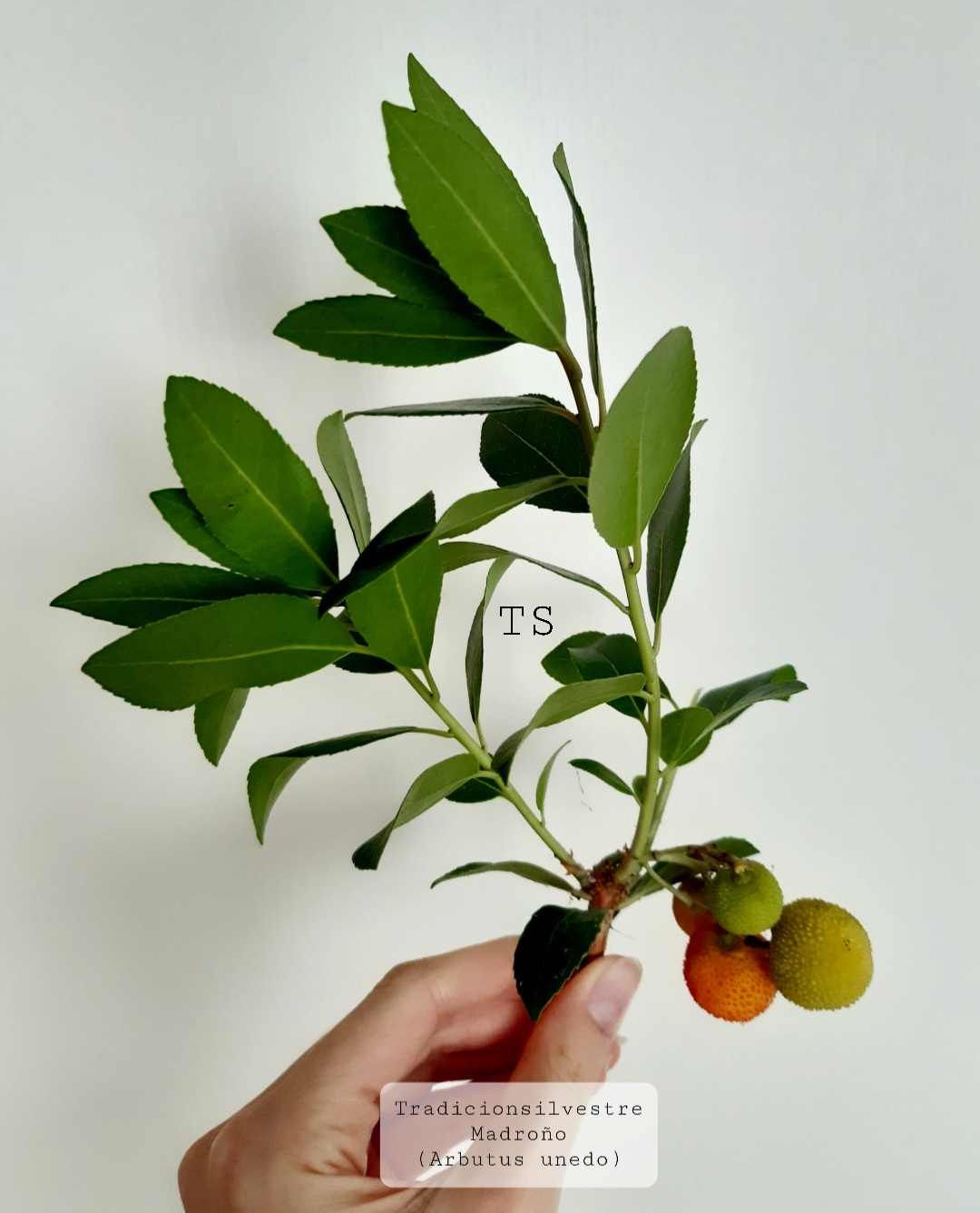 El madroño. Propiedades medicinales. – Tradicionsilvestre